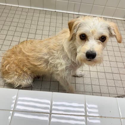 Gretchen - Terrier