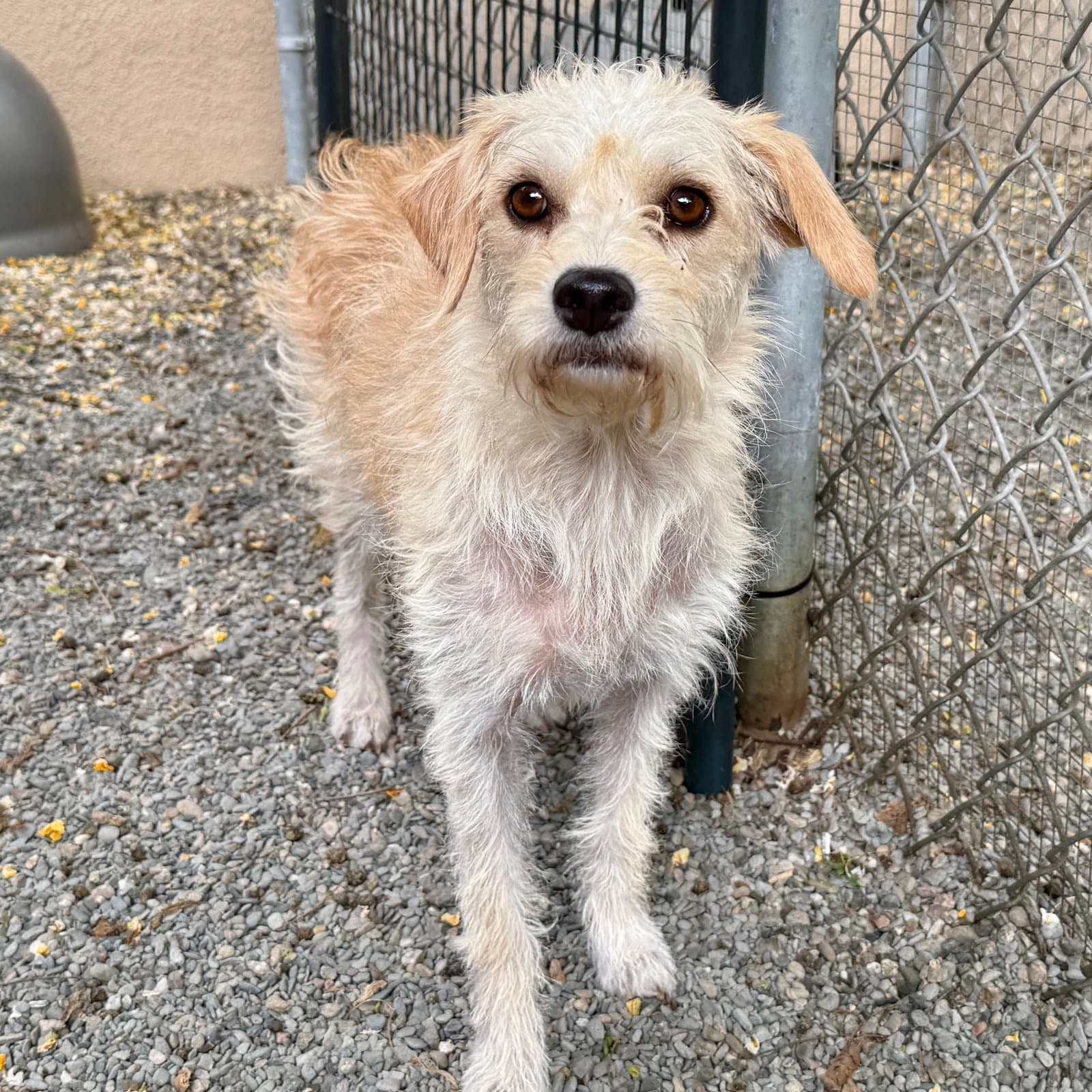 Gretchen - Terrier