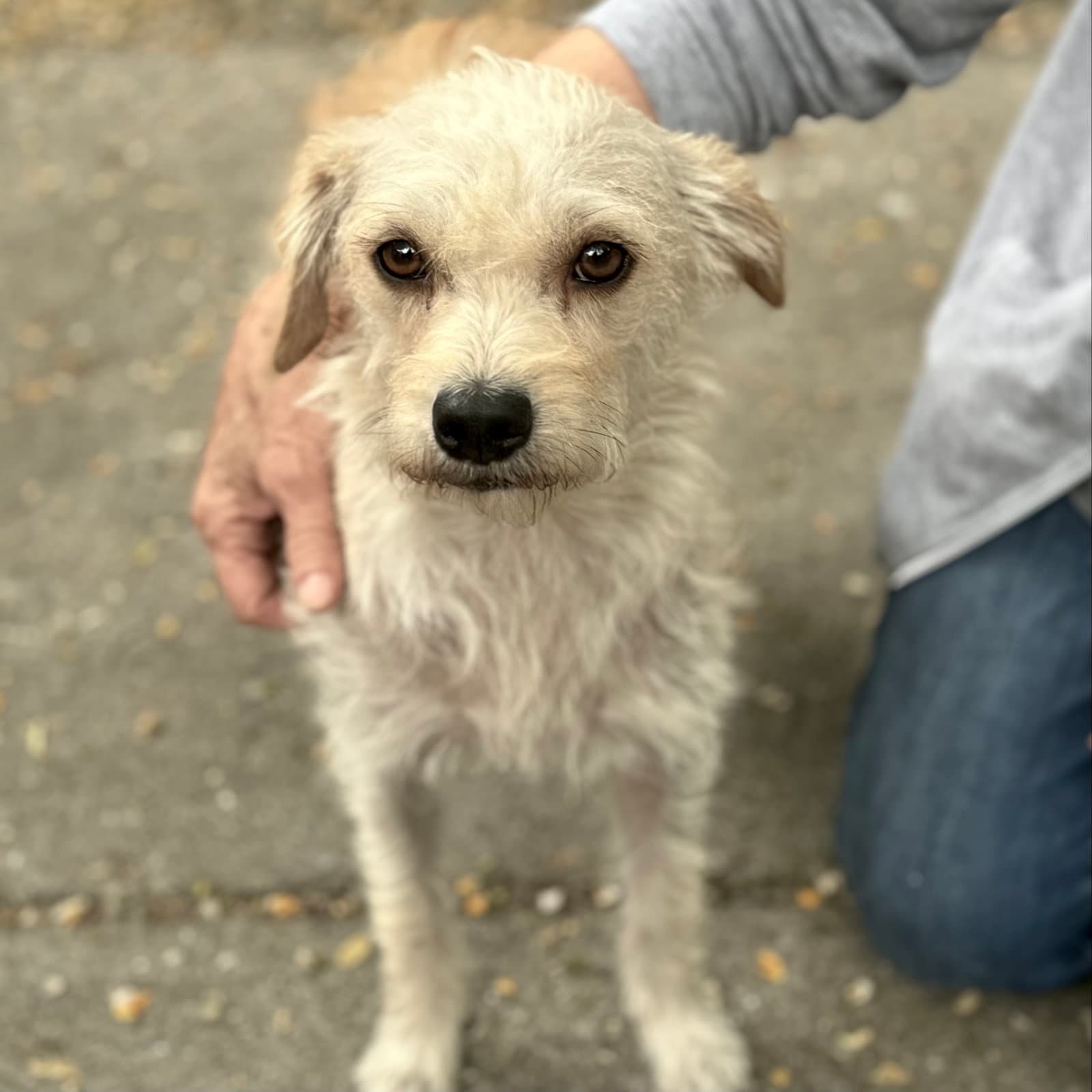 Gretchen - Terrier