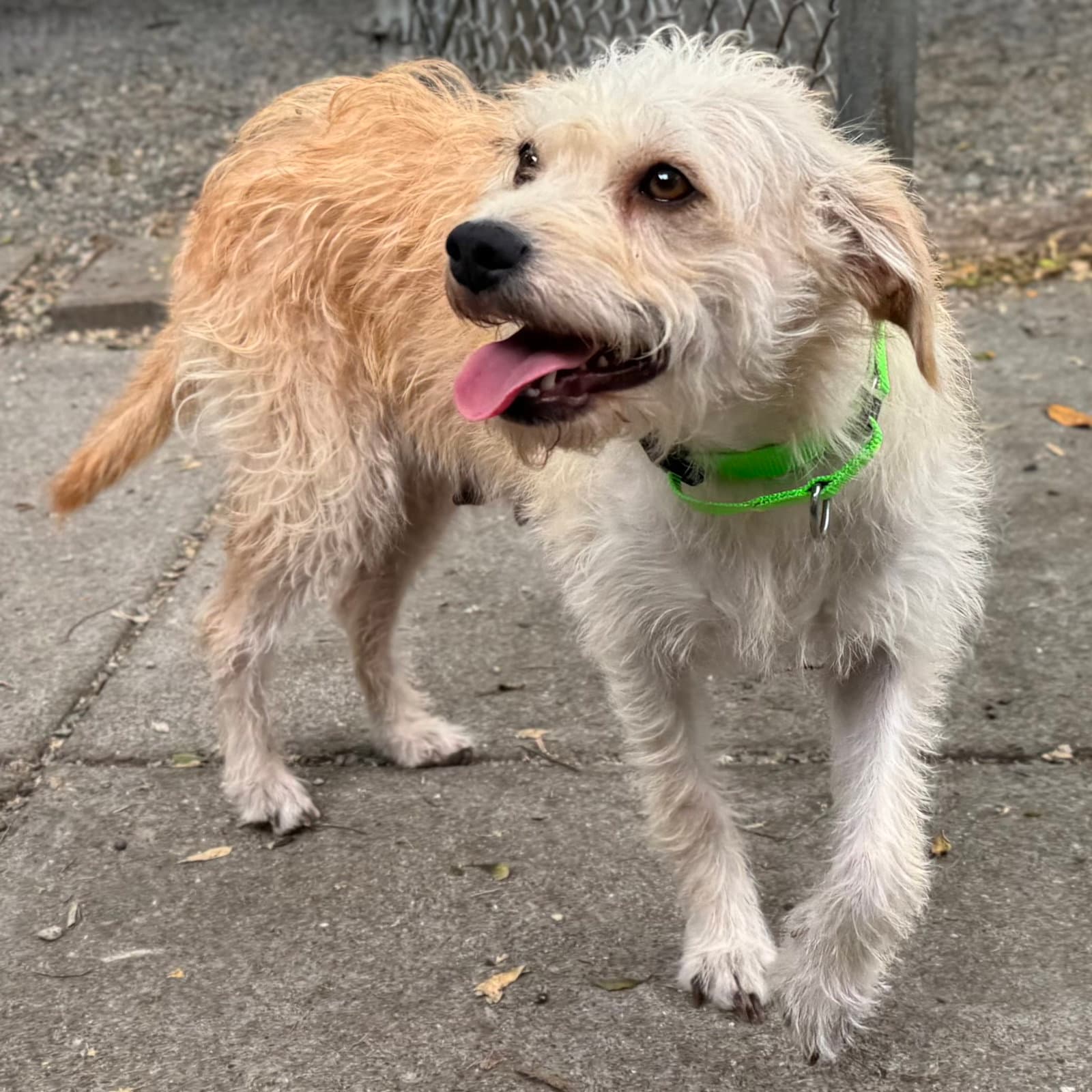 Gretchen - Terrier