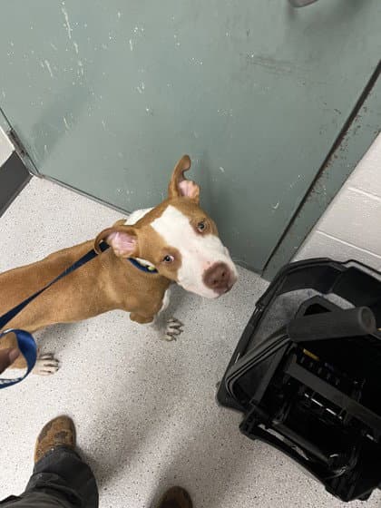 Armani - Pit Bull Terrier