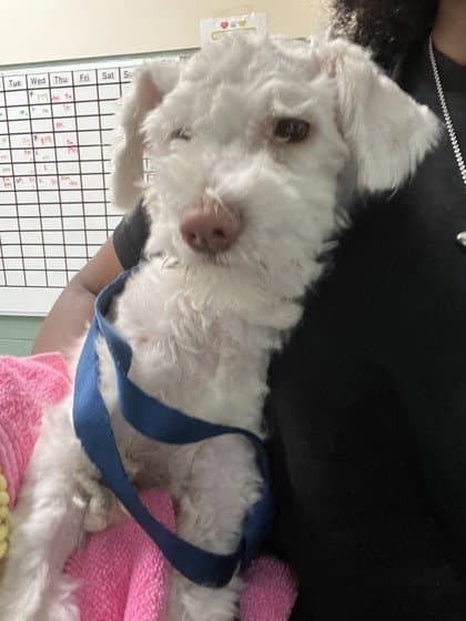 Osmo - Maltese