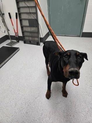 Adam - Doberman Pinscher