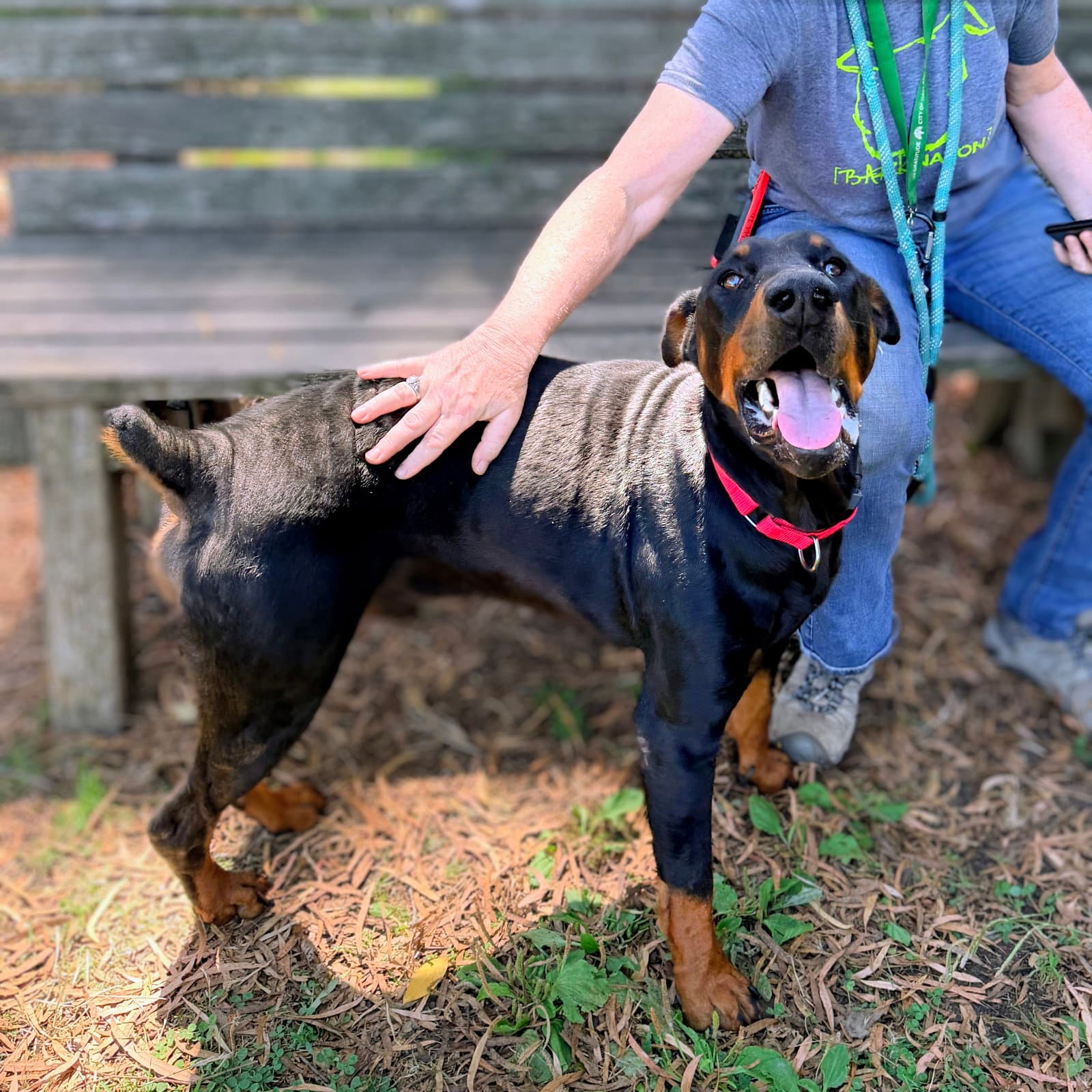 Adam - Doberman Pinscher