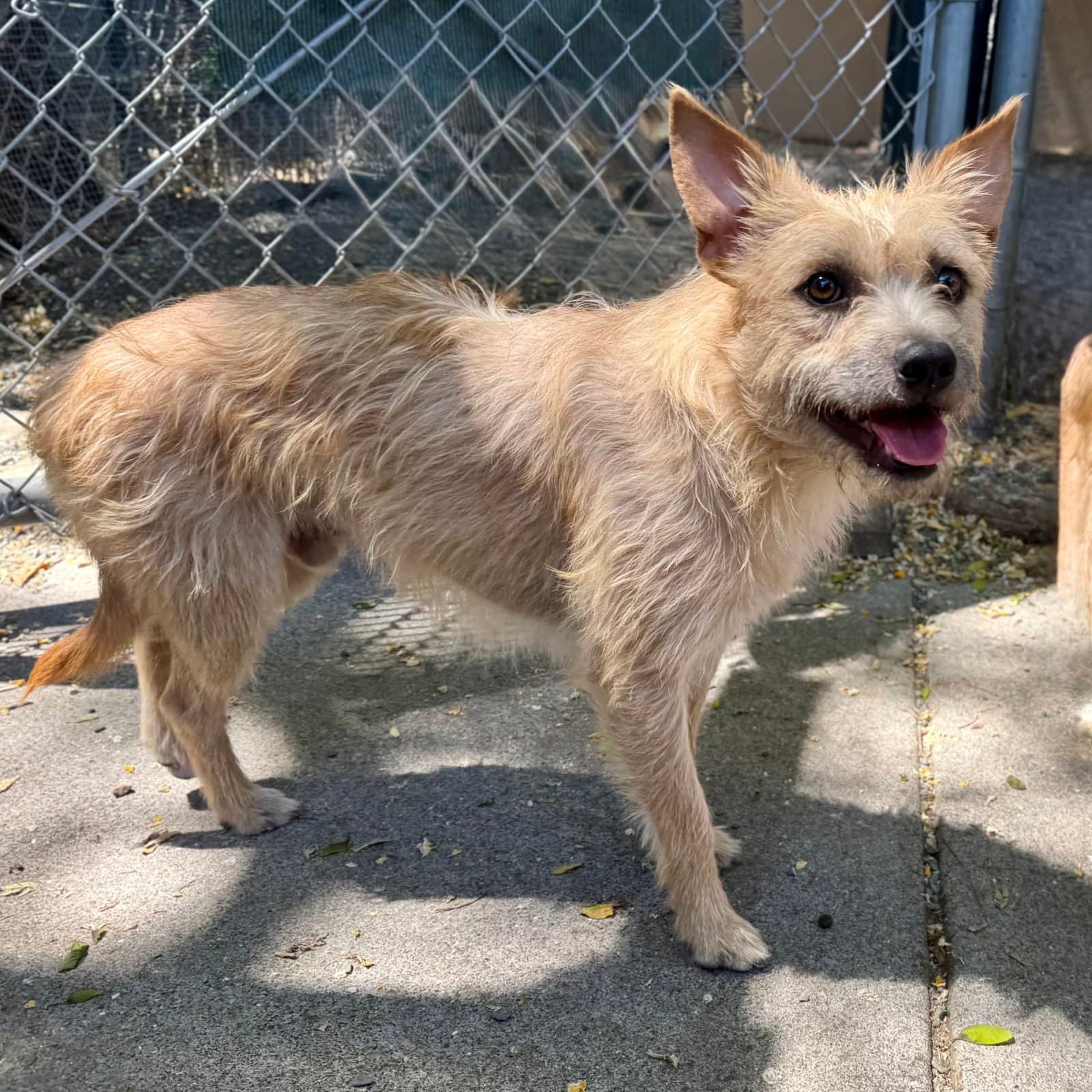 Bubby - Terrier