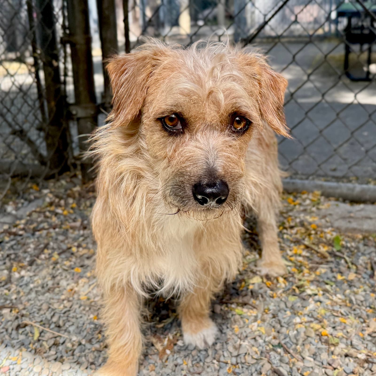 Clarence - Terrier