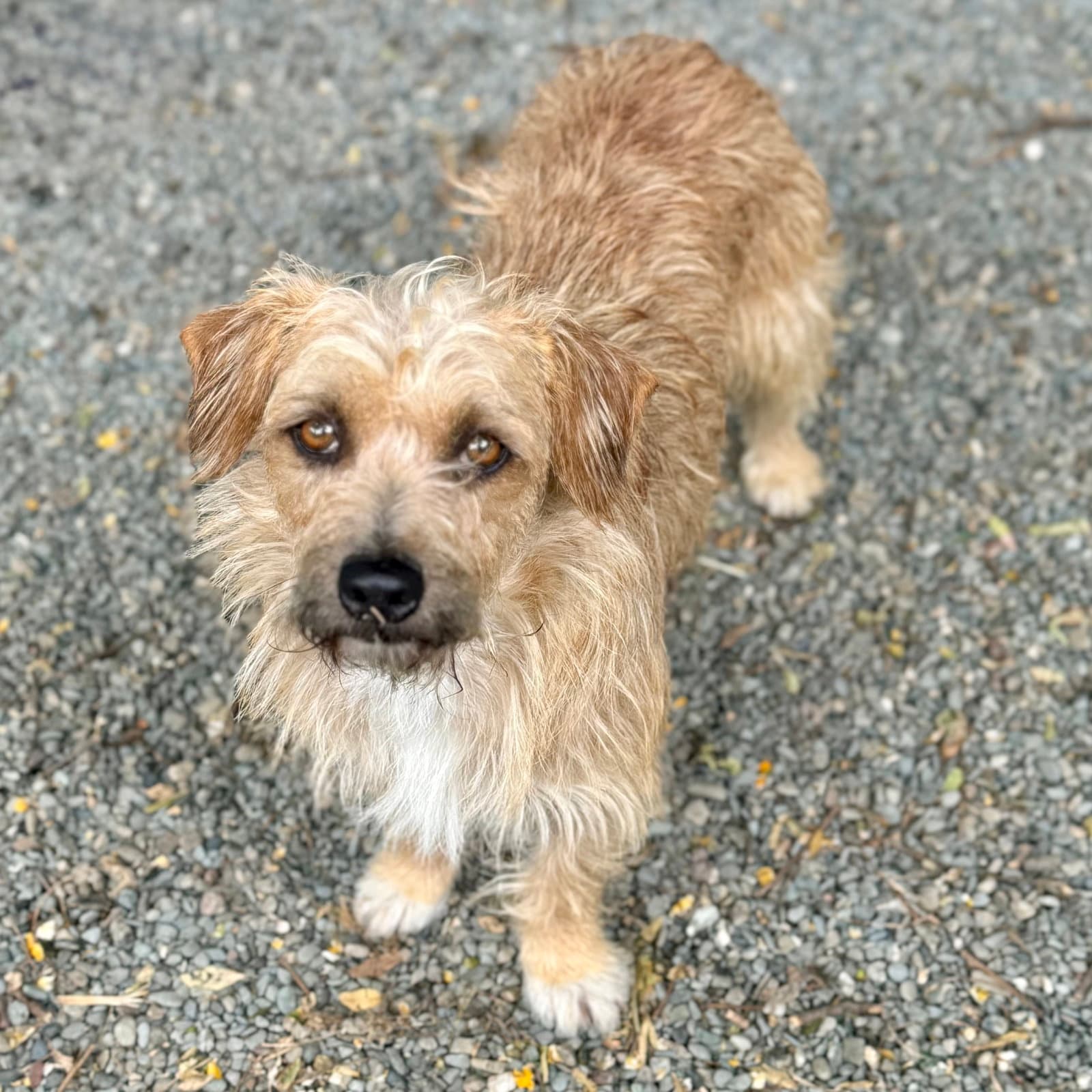 Clarence - Terrier