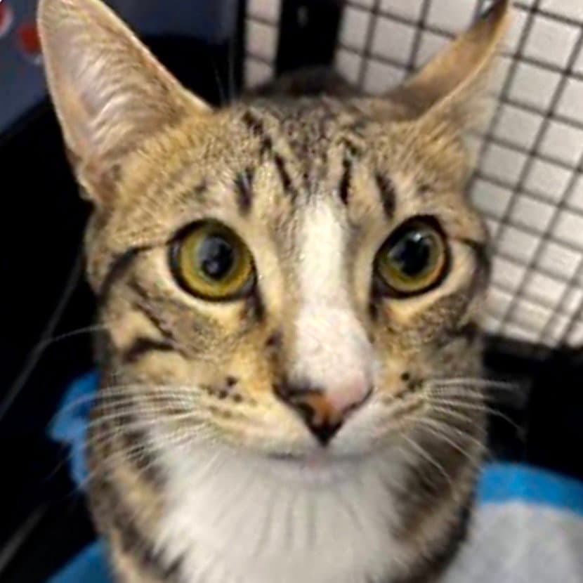 Odysseus - Domestic Short Hair