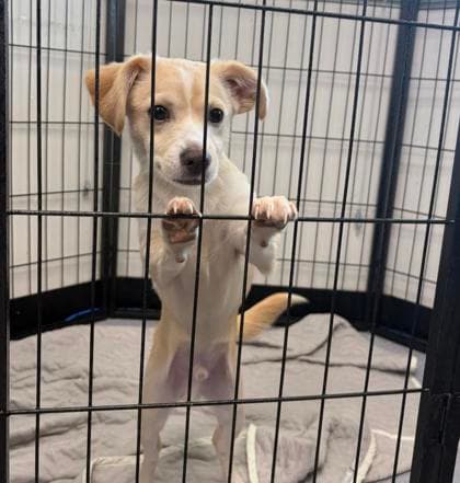 Romeo - Chihuahua