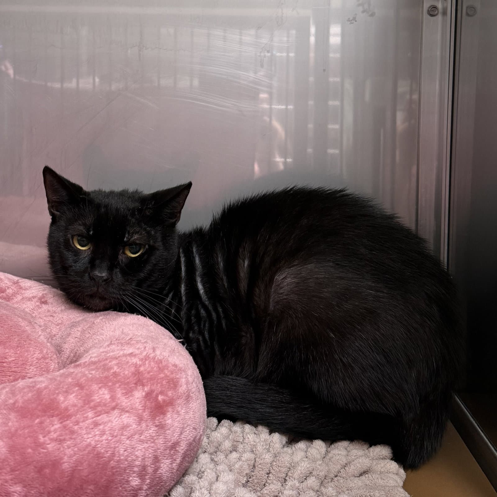 Harold - Domestic Short Hair