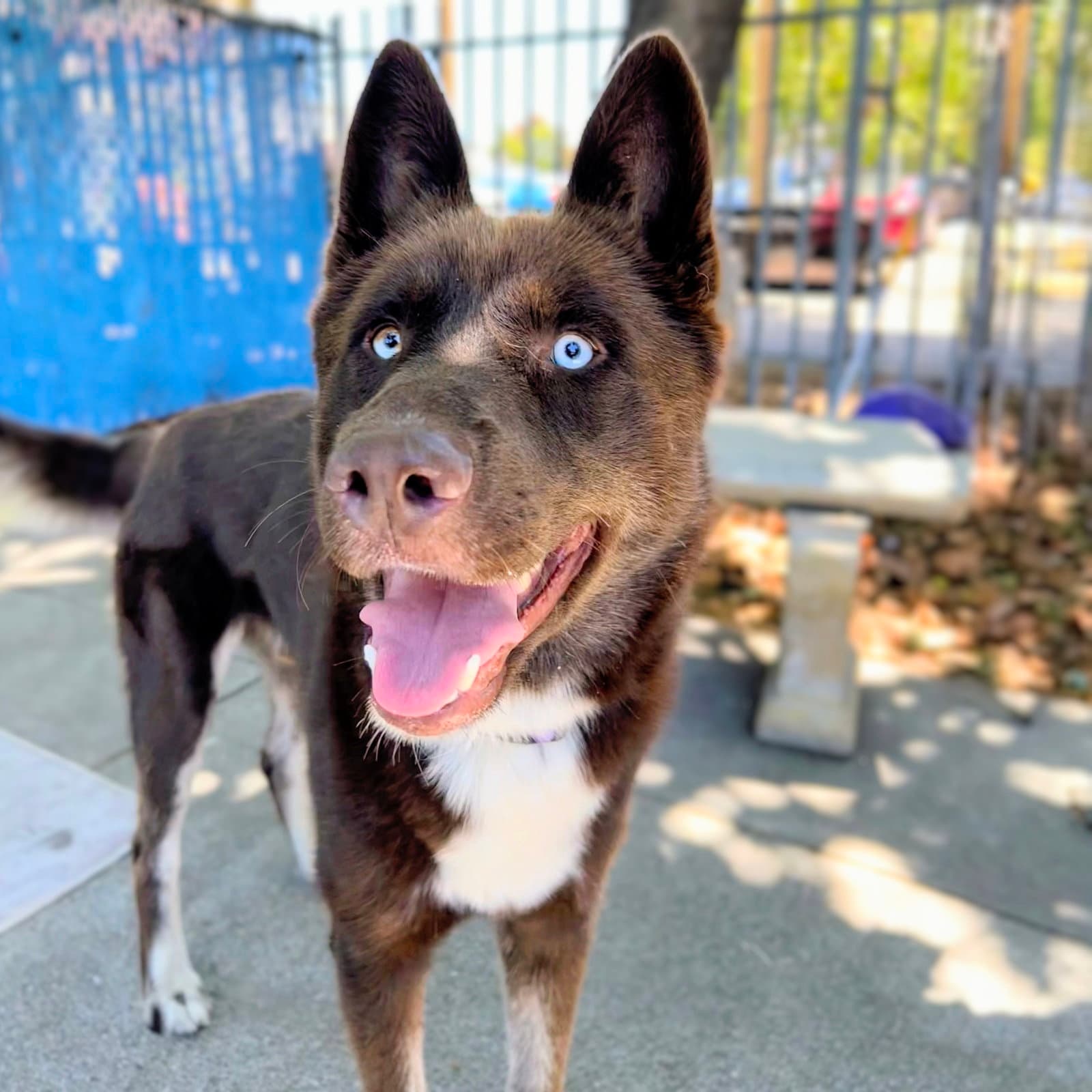 Parker - Husky