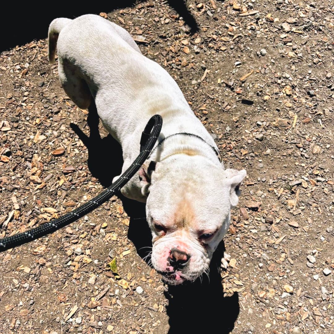 Colton - Bulldog