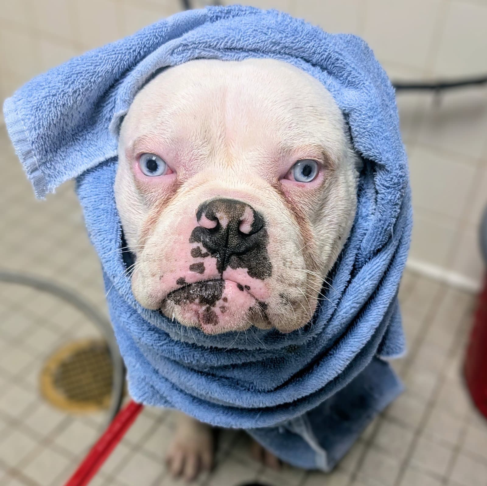 Colton - Bulldog