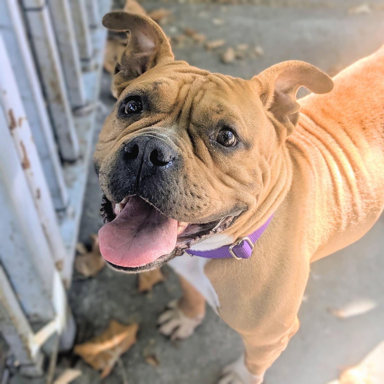 Sheila - American Pit Bull Terrier
