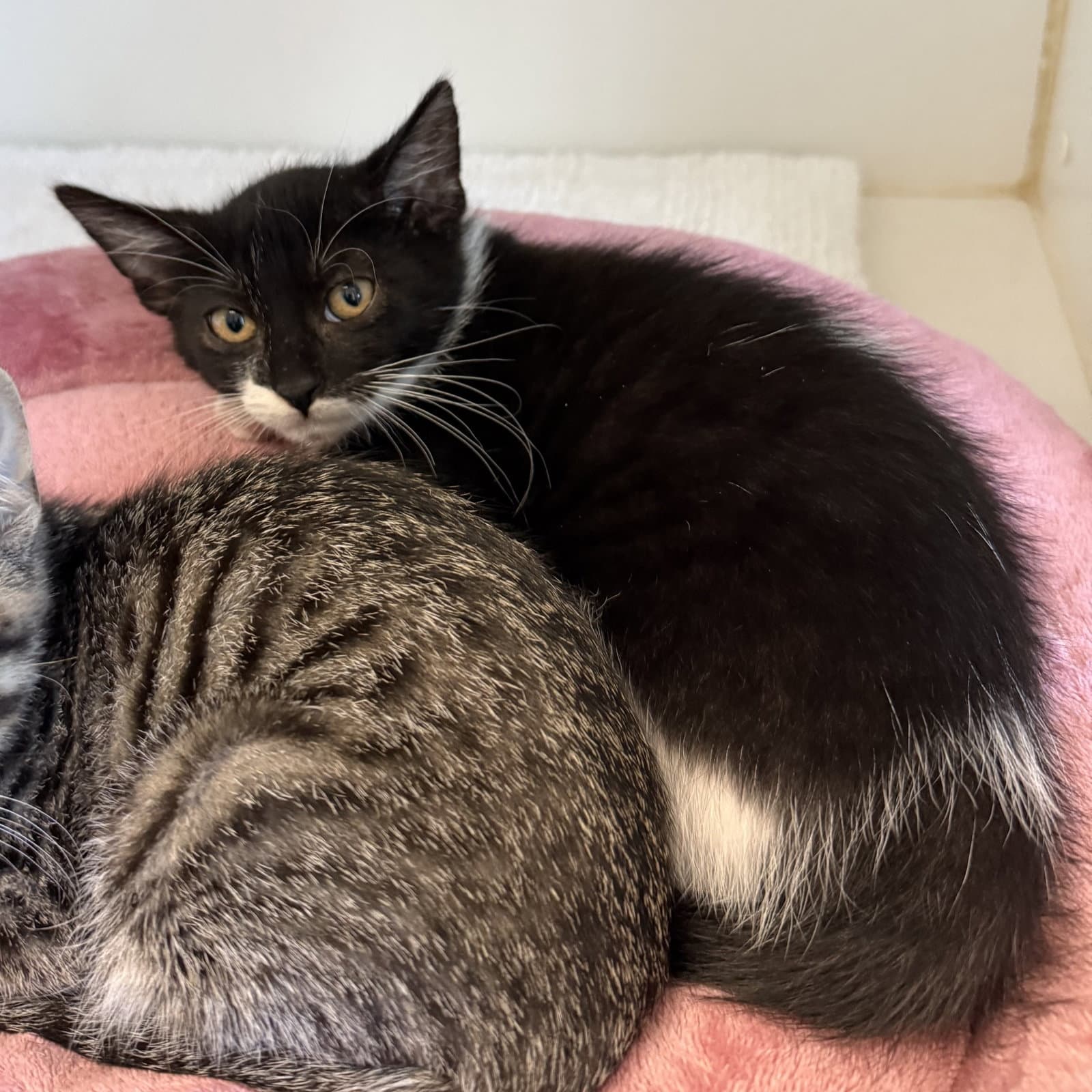 Brioche Bonded W Challah - Domestic Short Hair