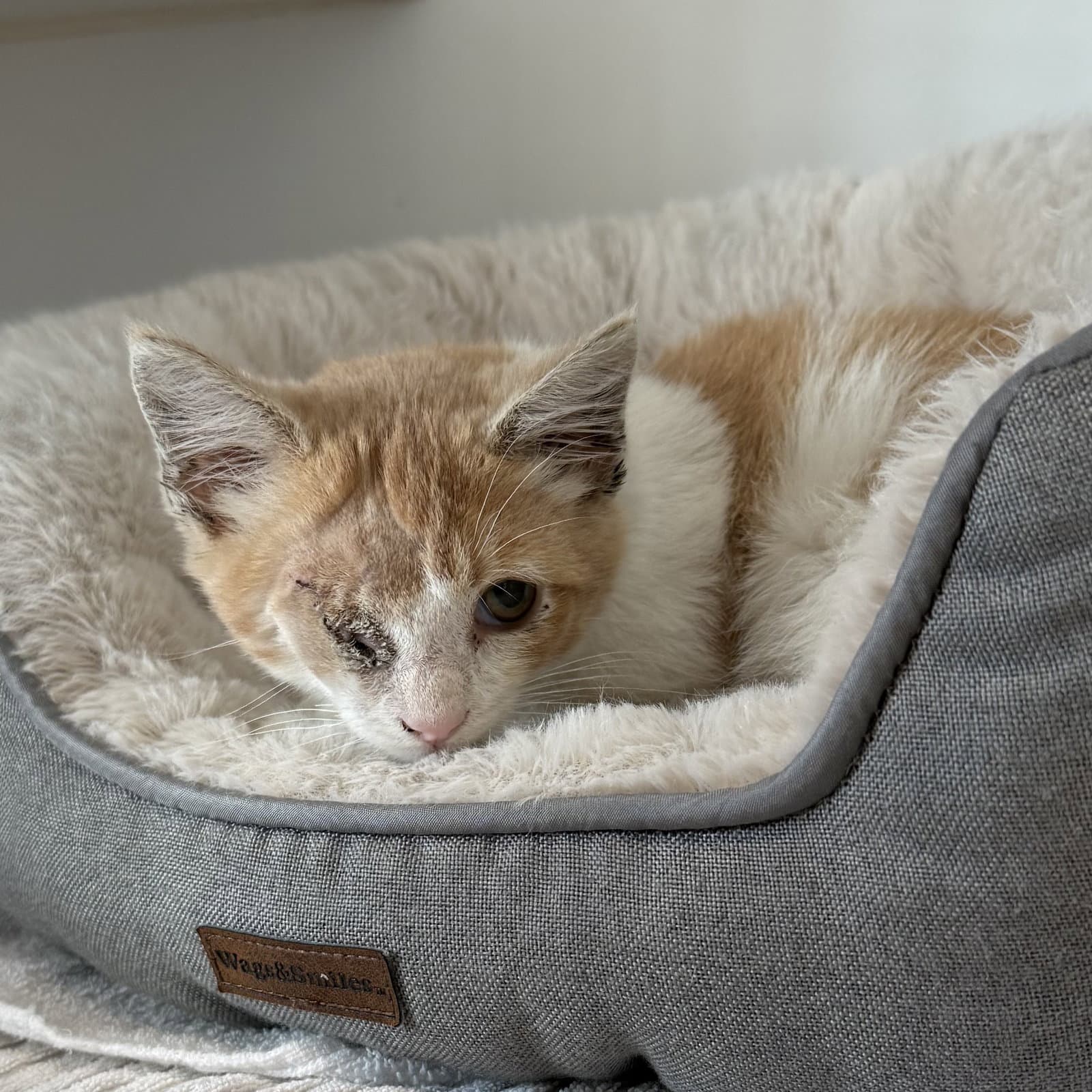 Greg - Domestic Short Hair