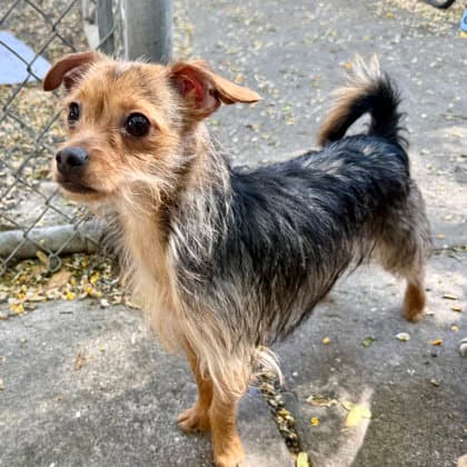 Kara - Yorkshire Terrier Yorkie