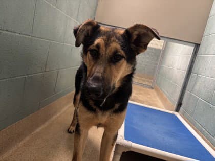 Bellamy - German Shepherd Dog
