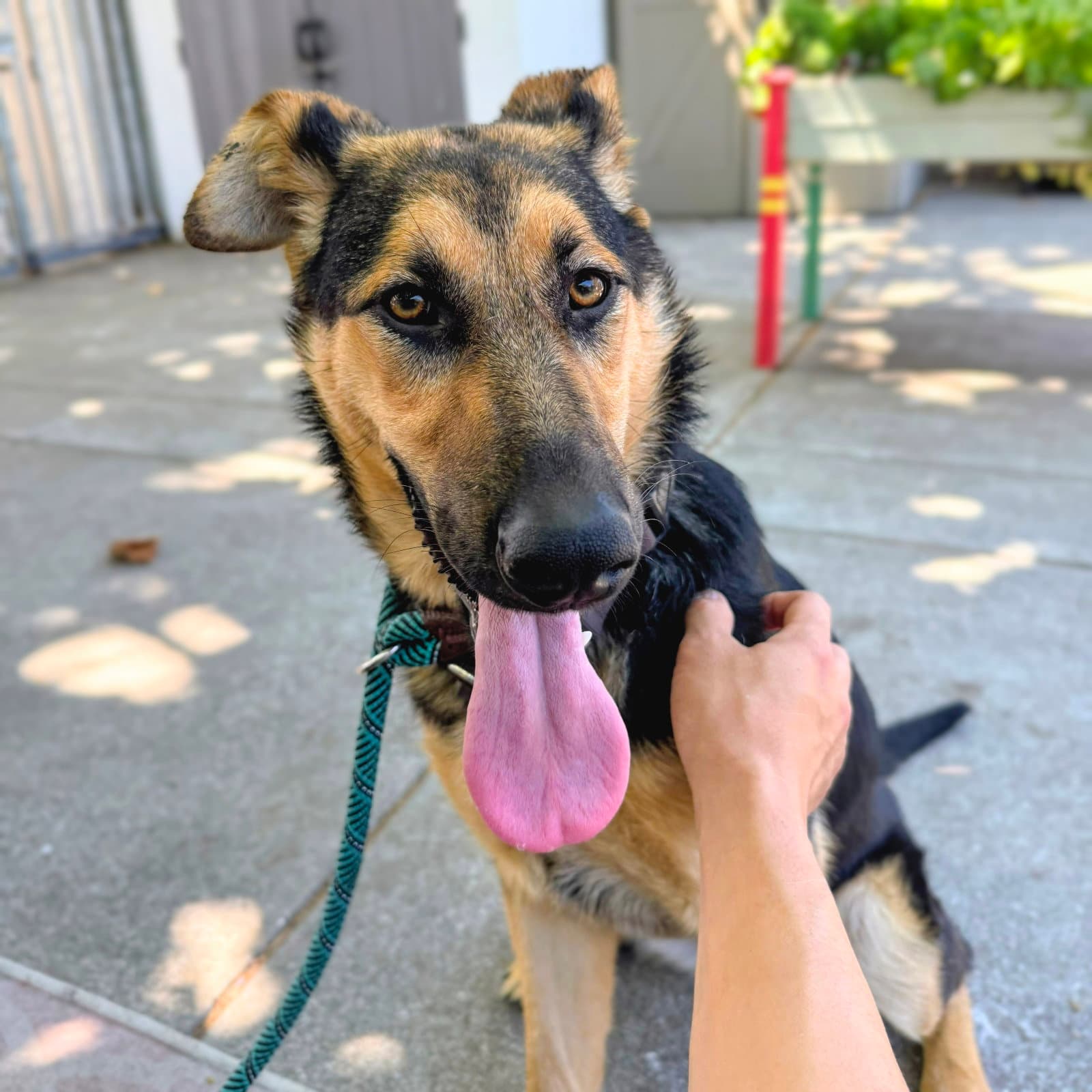 Bellamy - German Shepherd Dog