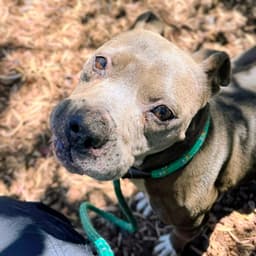 Millie image 2
