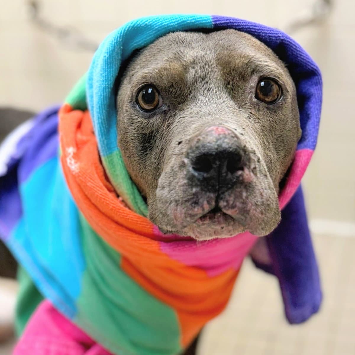 Millie - Pit Bull Terrier