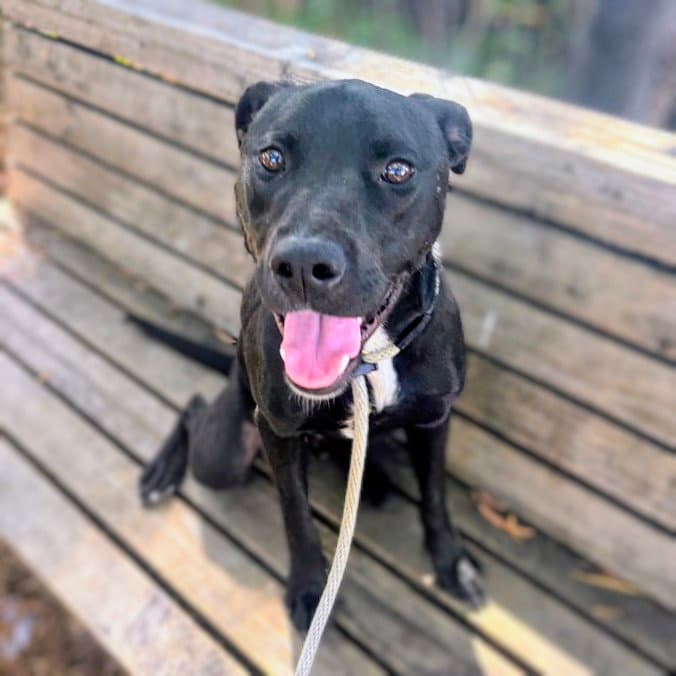 Dusty - Labrador Retriever