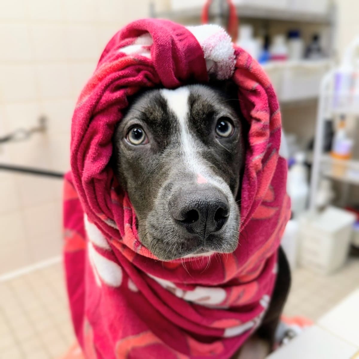 Minnie Winnie - American Pit Bull Terrier