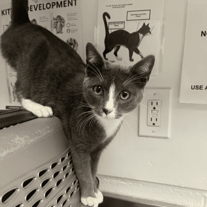 Daria - Domestic Short Hair