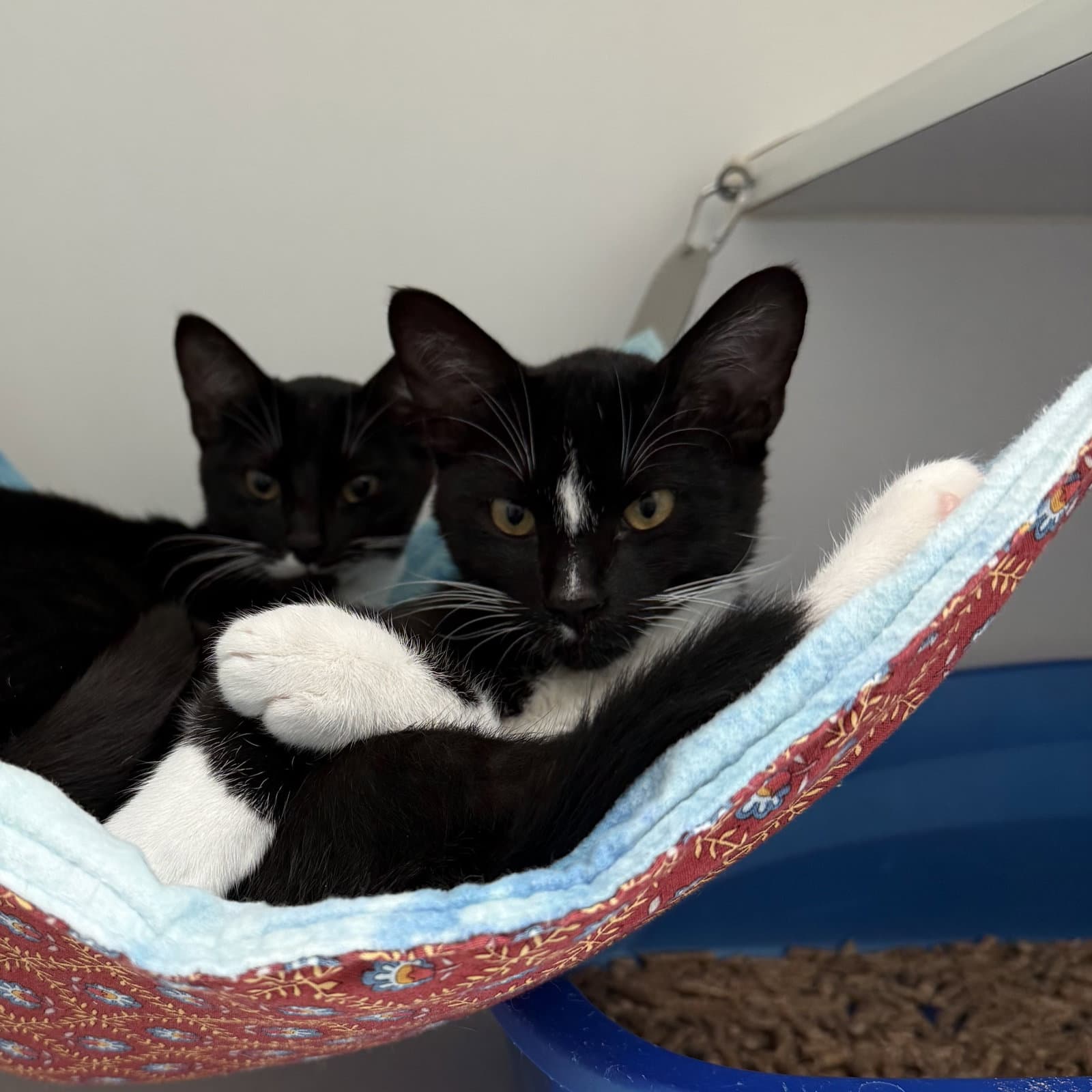 Trent - Domestic Short Hair