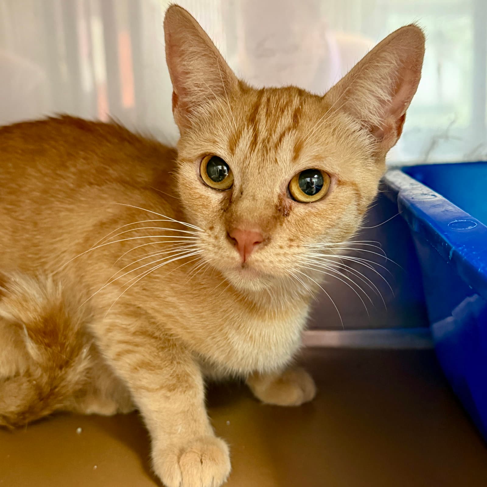 Poppy - Domestic Short Hair