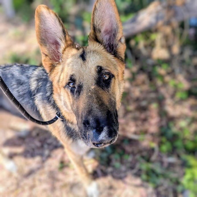 Theo - German Shepherd Dog