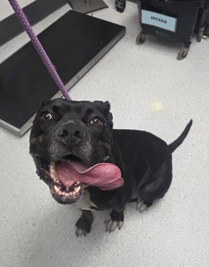 Beeboo - Cane Corso Mastiff