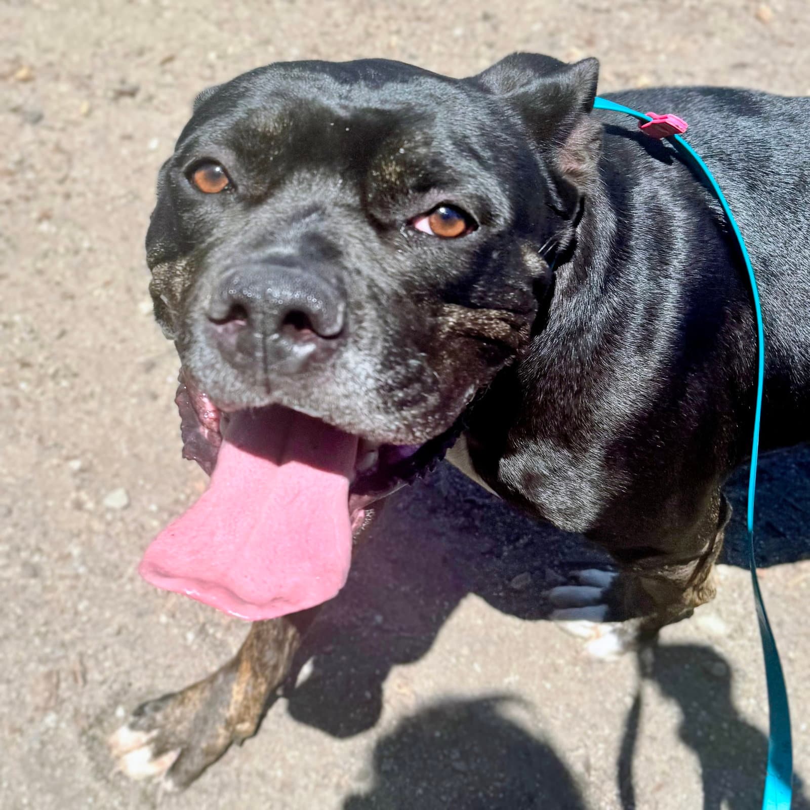 Beeboo - Cane Corso Mastiff