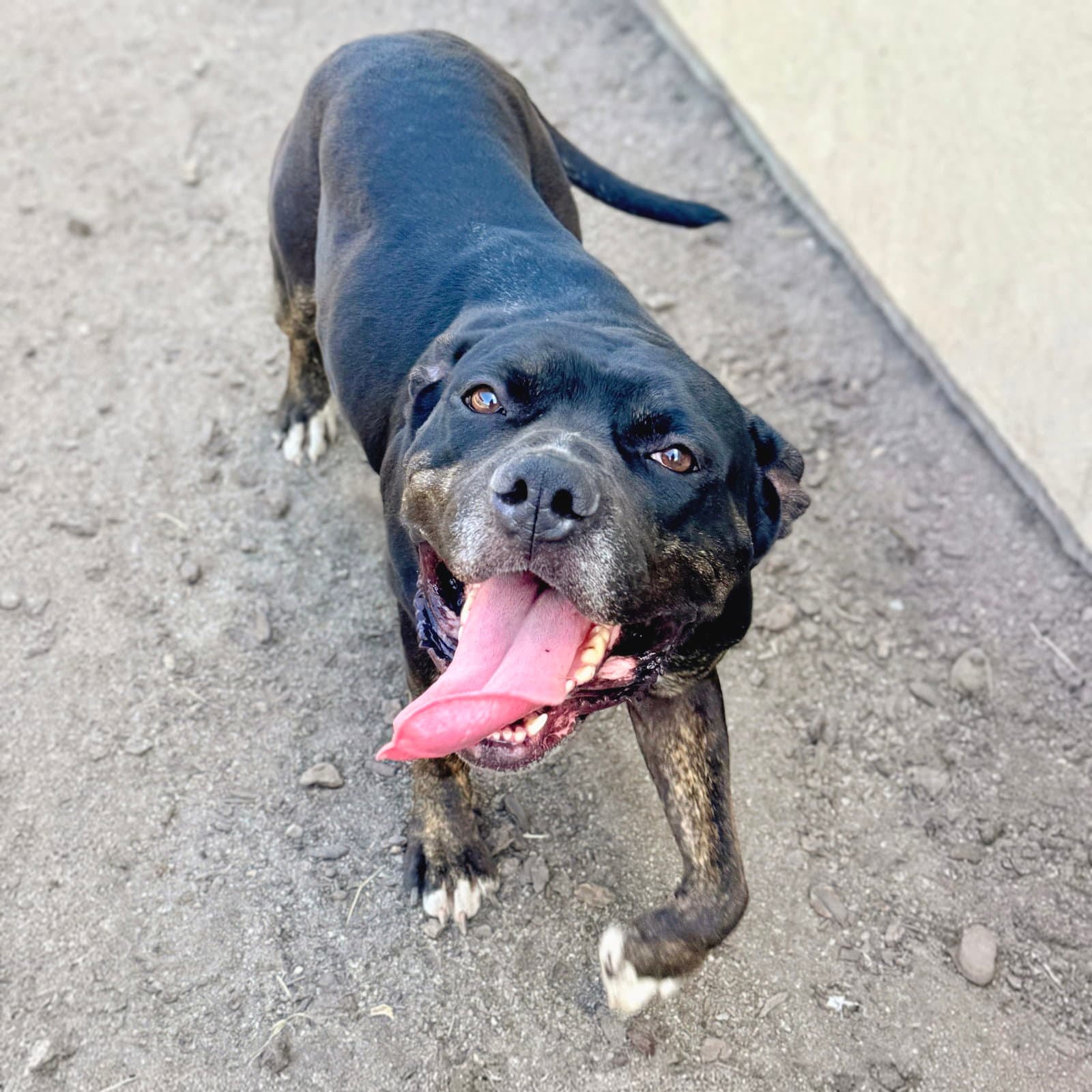 Beeboo - Cane Corso Mastiff