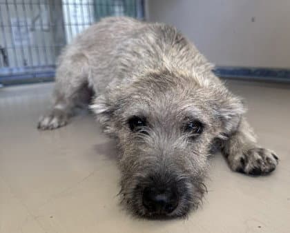Sweetwater - Terrier