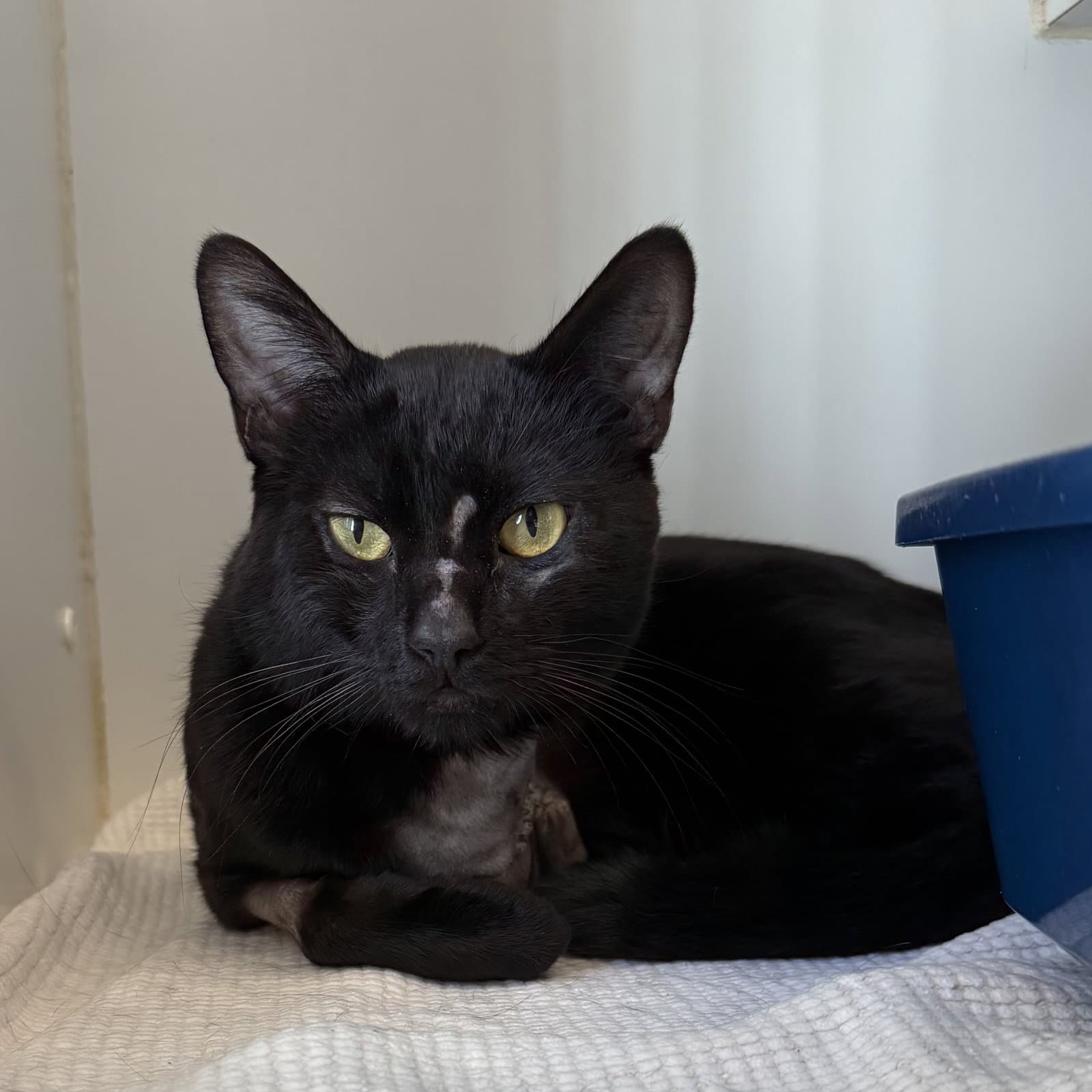 Dante - Domestic Short Hair