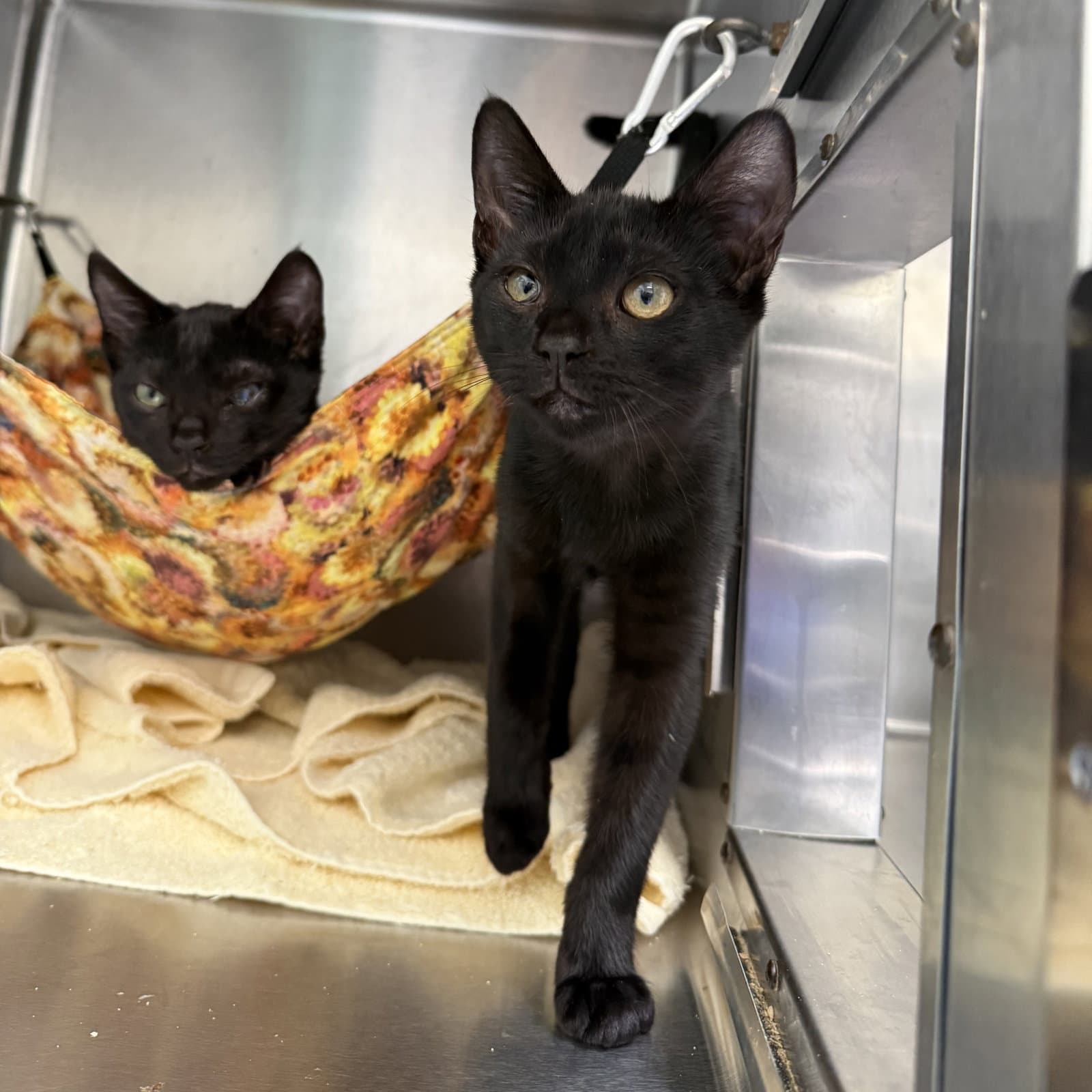 Asher Bonded W Mischief - Domestic Short Hair