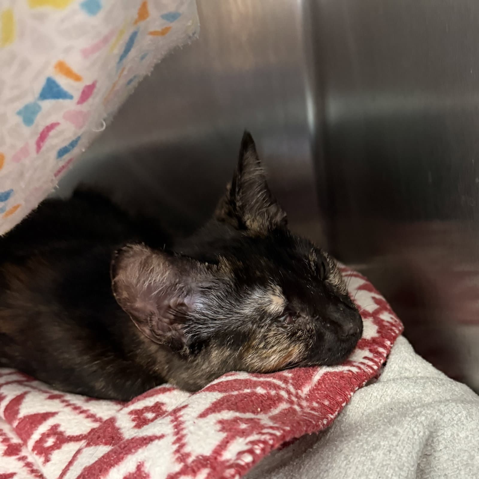 Jack Jack Bonded W Lil Tiny Bit - Domestic Short Hair