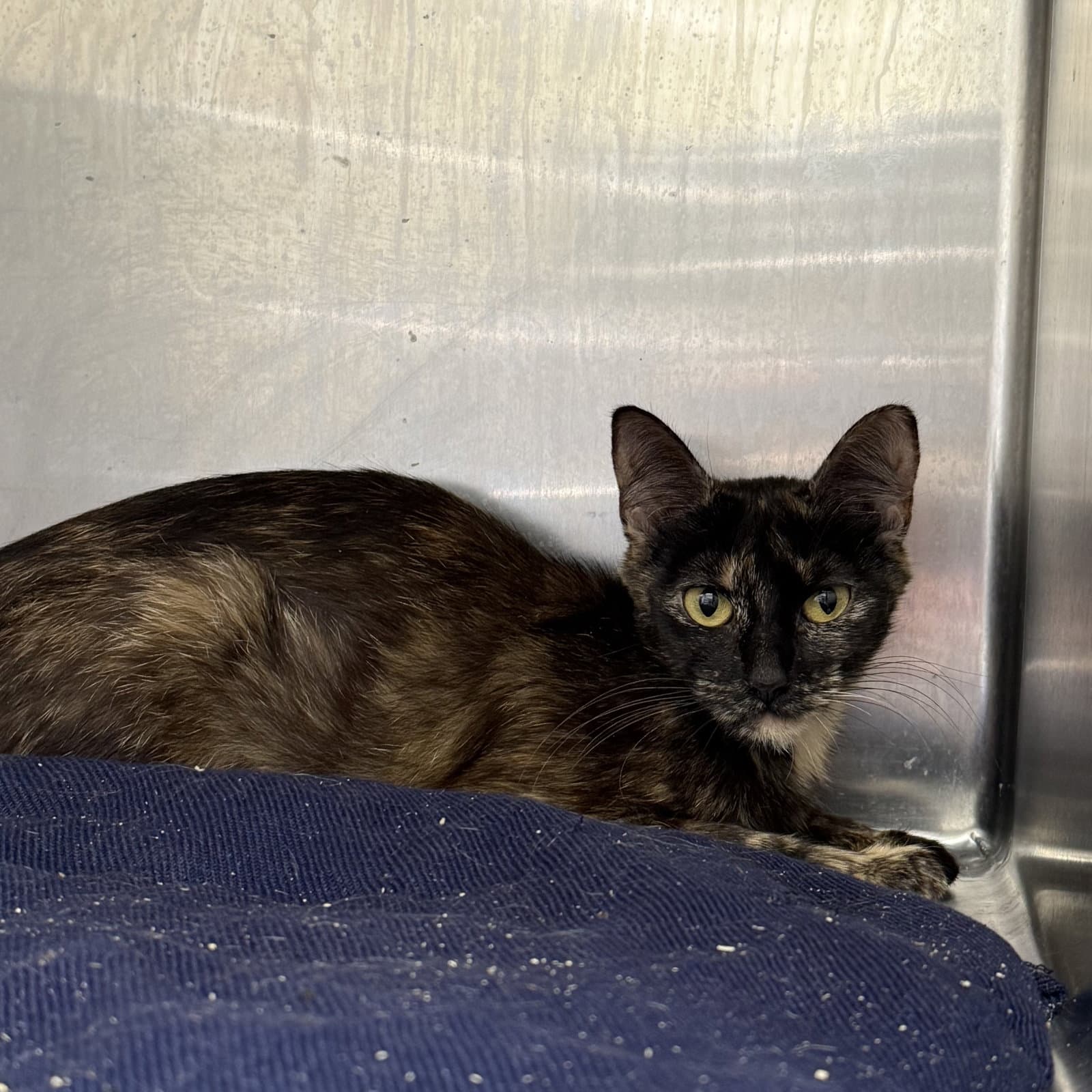 Nuez Bonded W Pepita - Domestic Short Hair