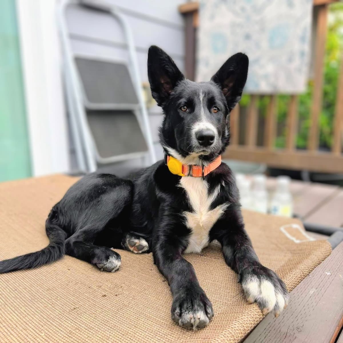 Cleo - German Shepherd Dog