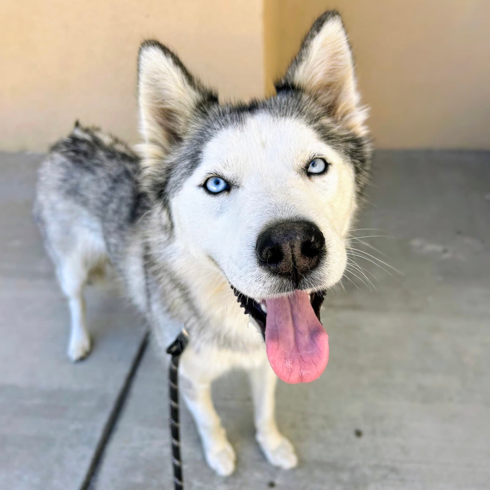 Sapphire - Siberian Husky