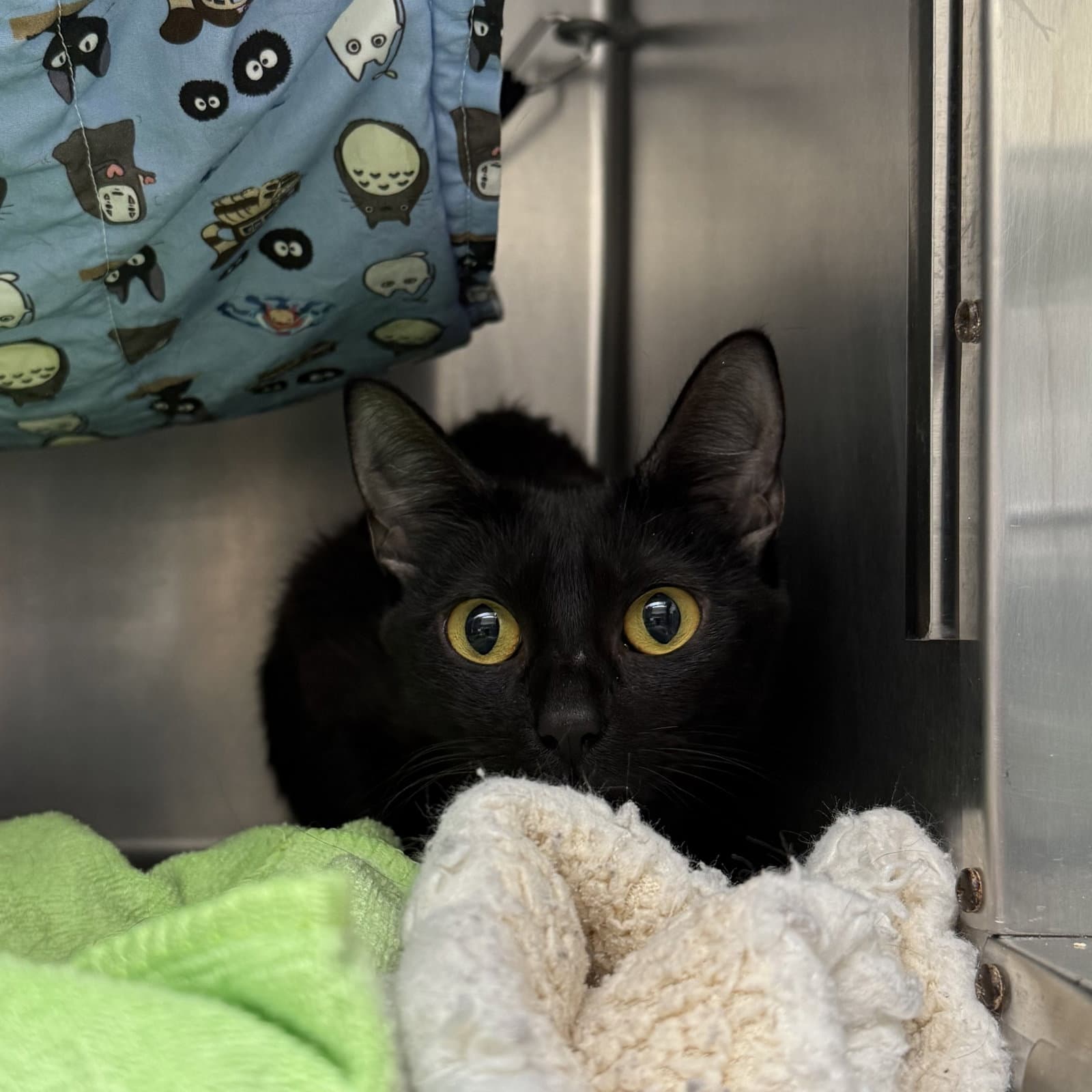 Fig Bonded W Plum - Domestic Short Hair