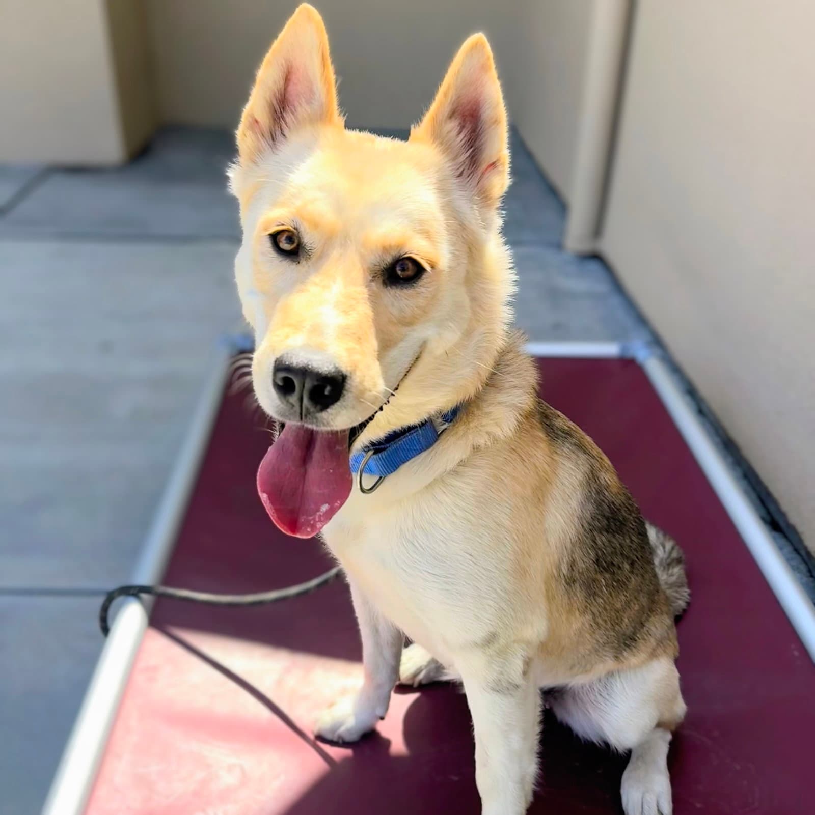 Lovely - German Shepherd Dog