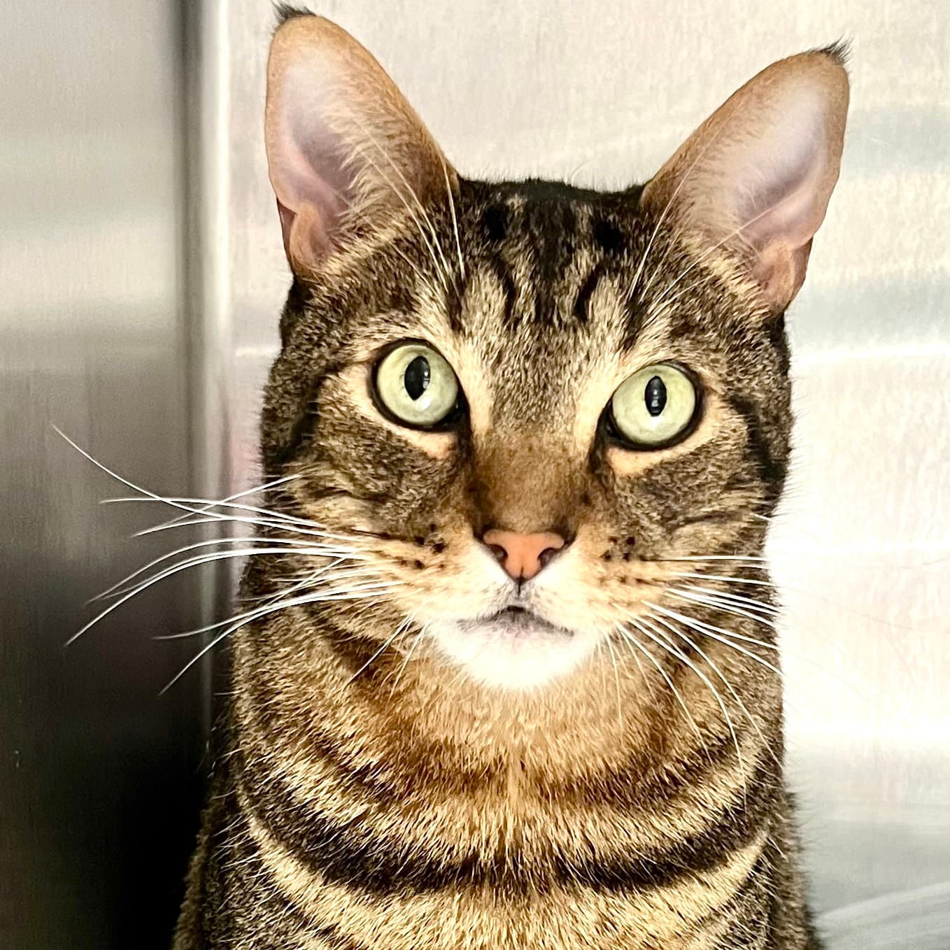 London Sky - Domestic Short Hair