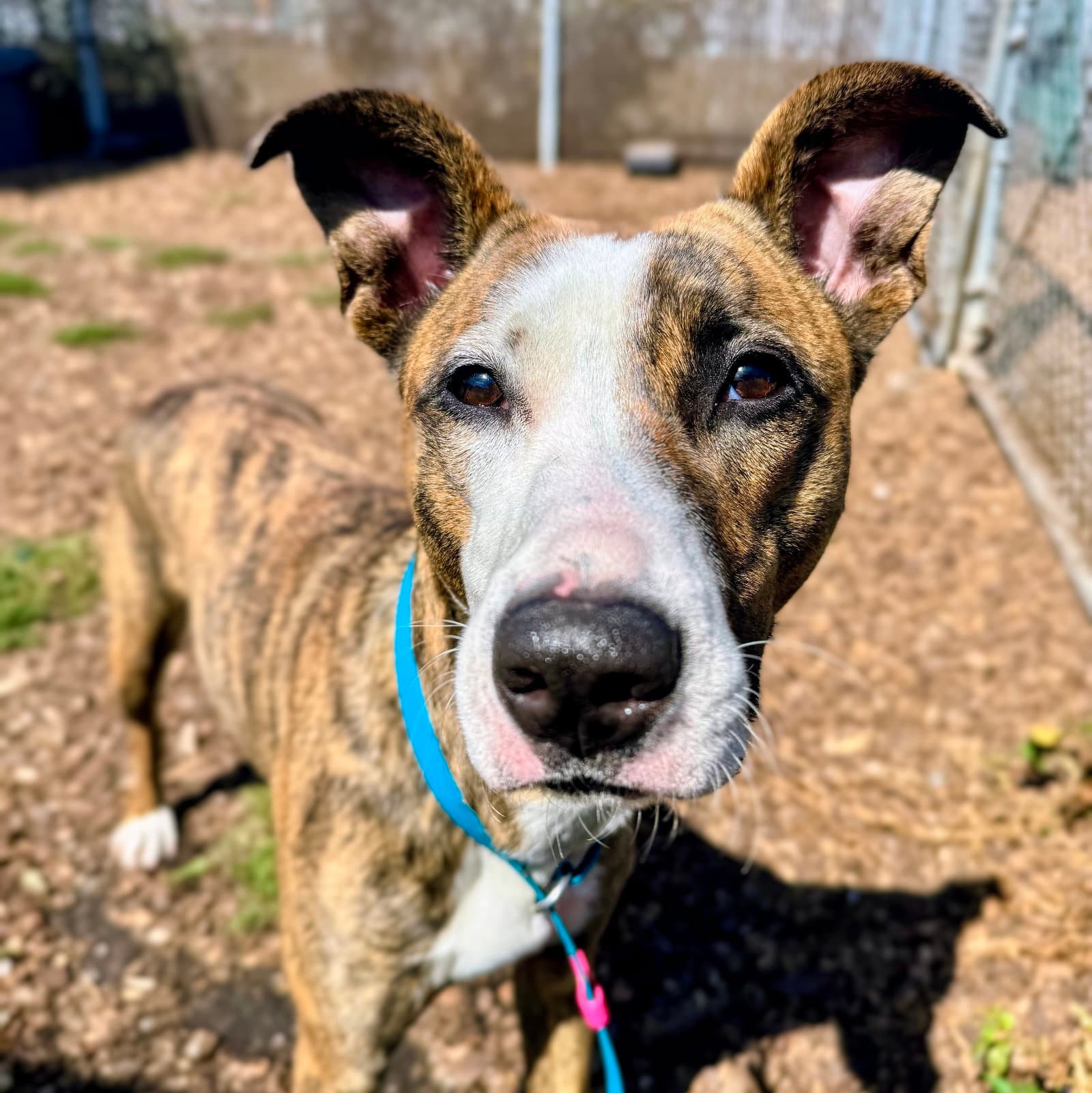 Pebbles - American Staffordshire Terrier