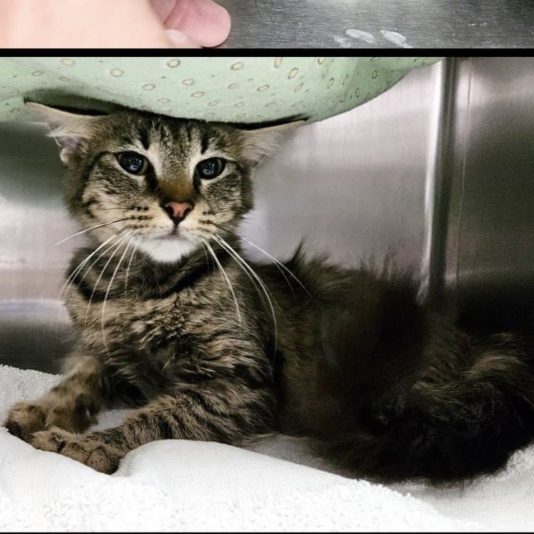 Princess - Domestic Short Hair