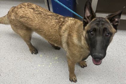 Kylie - Belgian Shepherd Malinois