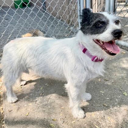 Dolly - Terrier