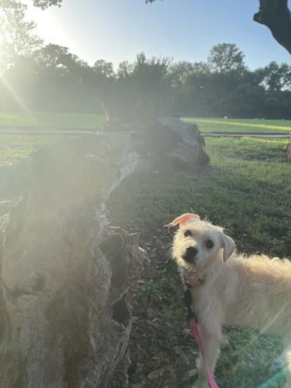 Lotti - Terrier