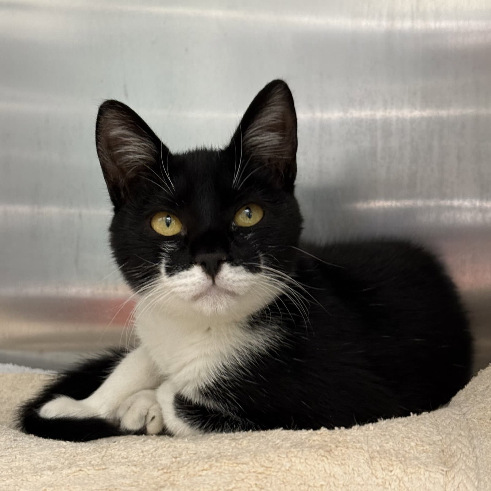 Dolly - Domestic Short Hair